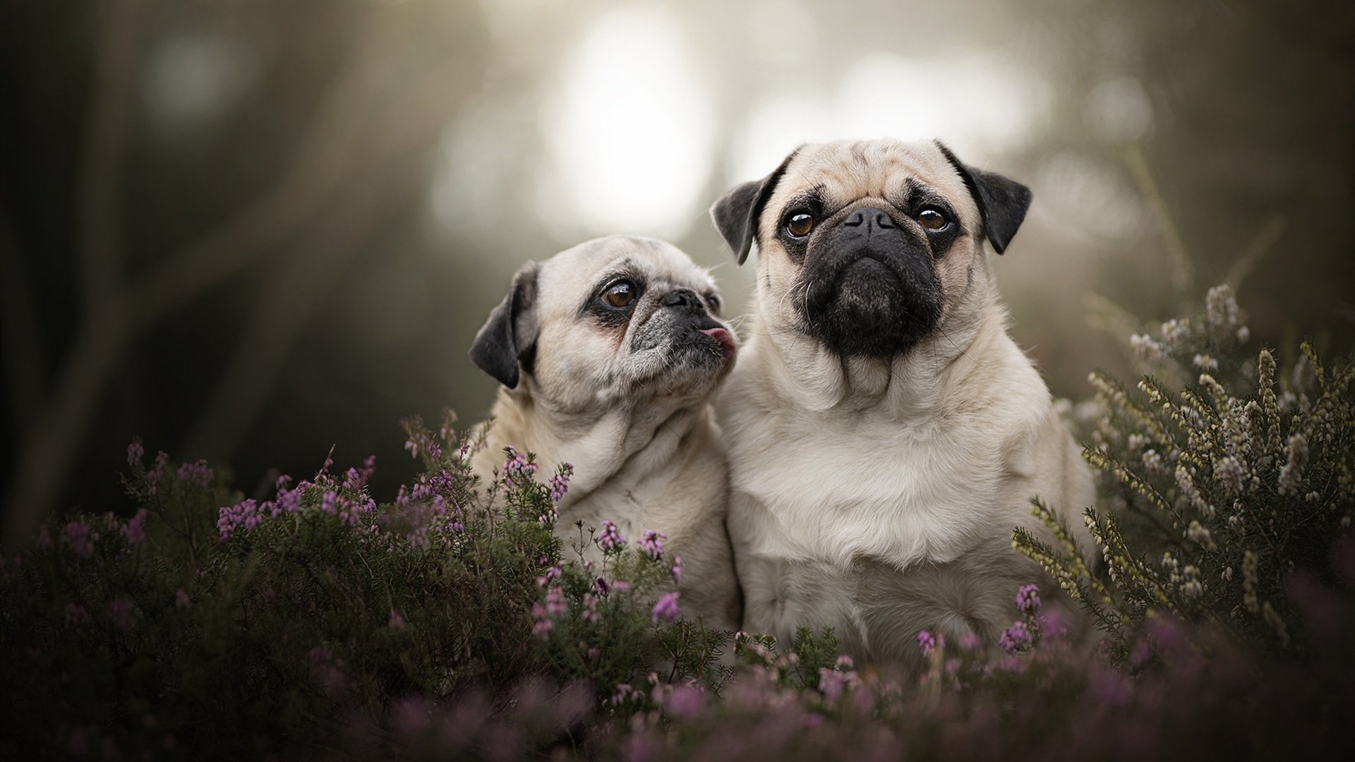 华体会hth平台-足球联赛：传奇射手再度上演帽子戏法，射手足球鞋