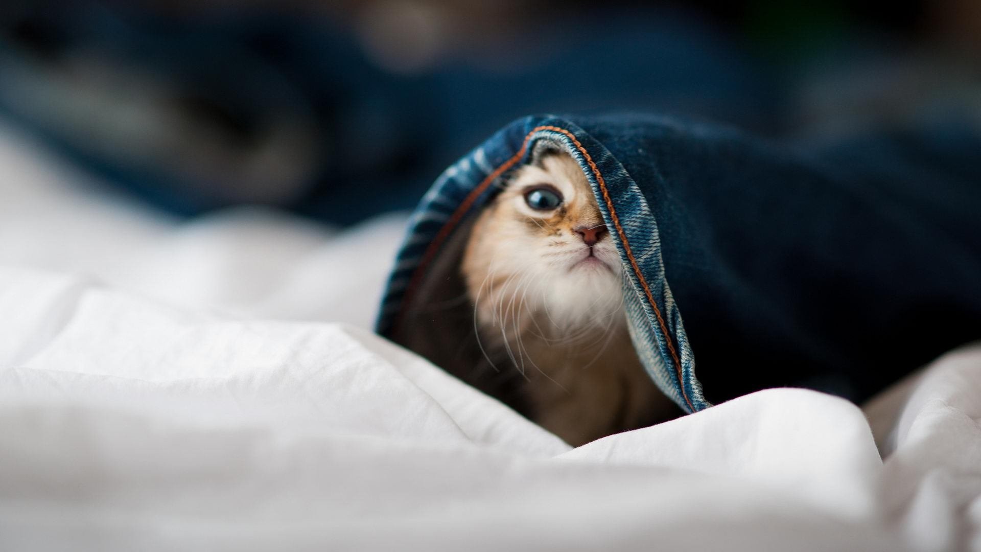 华体会登录最新地址-SN战队新人选手挑战赛，sn战队最好成绩