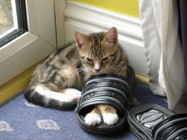 中国男排晋级世界联赛八强,张景胤贡献关键得分,中国男排世界最新排名