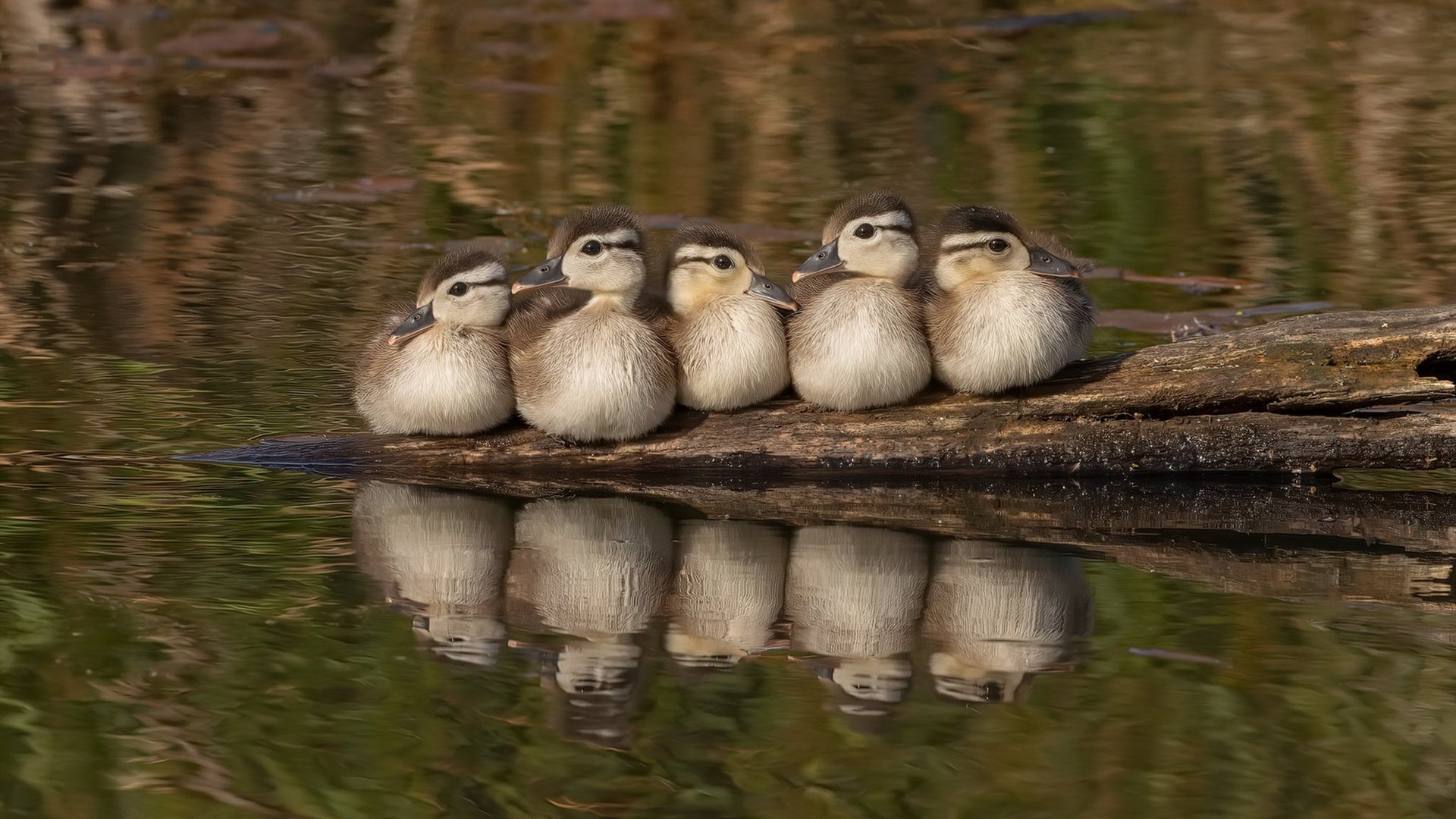 凯尔特人绝杀掘金,系列赛焦点战中塔图姆创下生涯新高,凯尔特人塔图姆超清壁纸