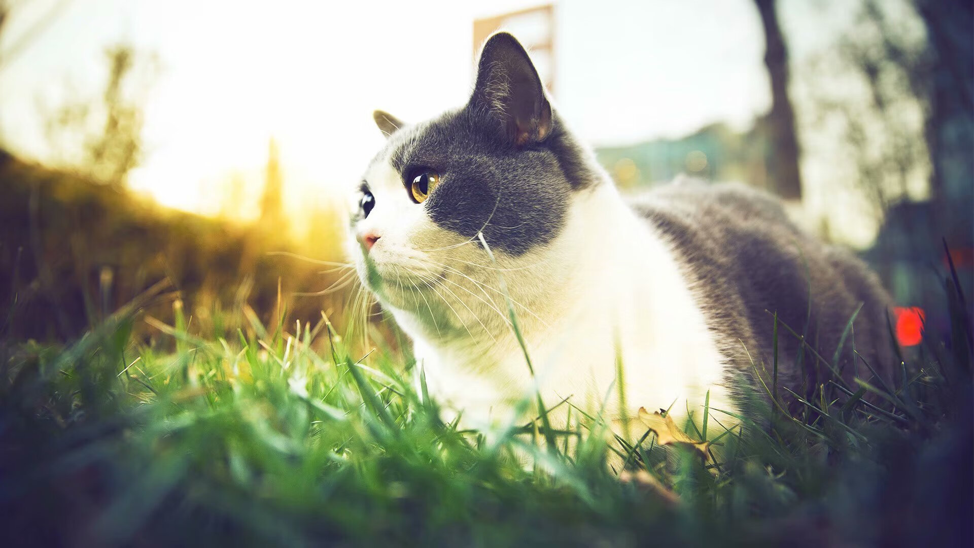 呼啸之城取胜,为了英超联赛排名前进而战,英超宣传片主题曲fire