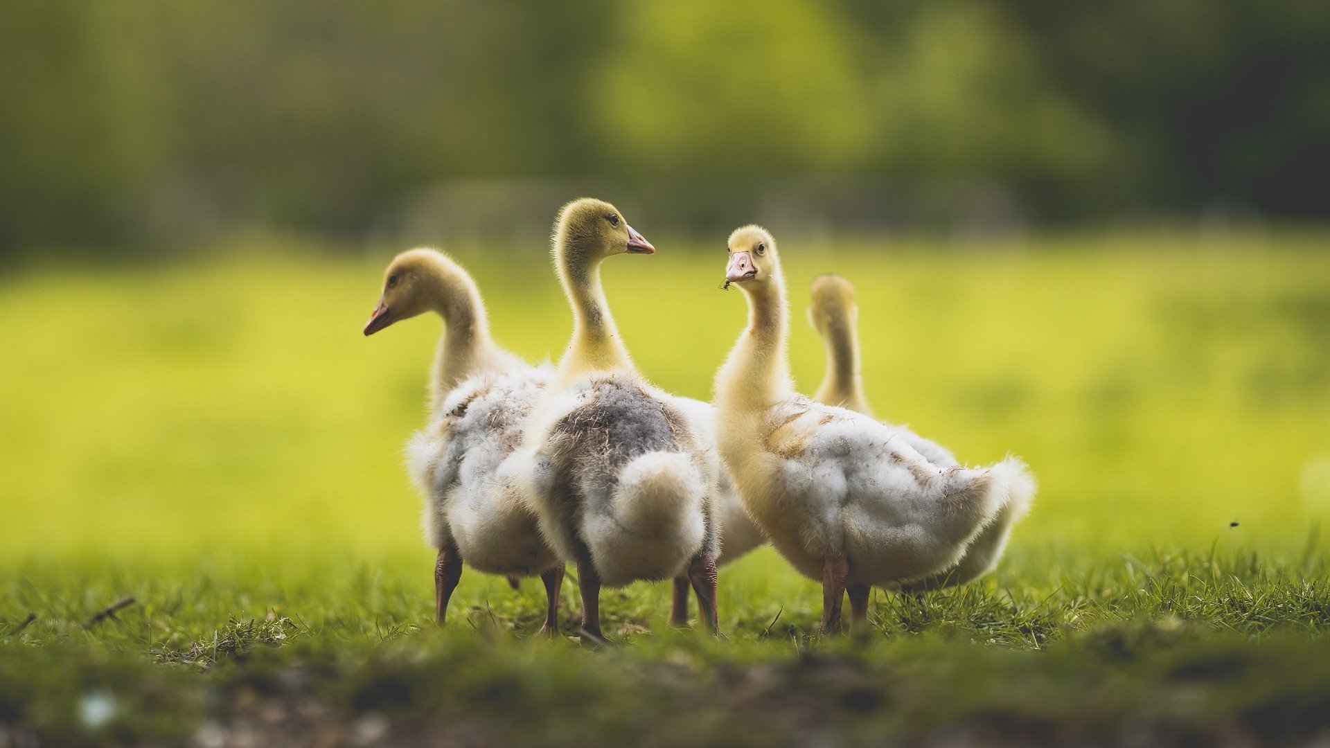 华体会hth官网入口-战队季后赛争夺激烈，战队赛季后赛是干嘛的