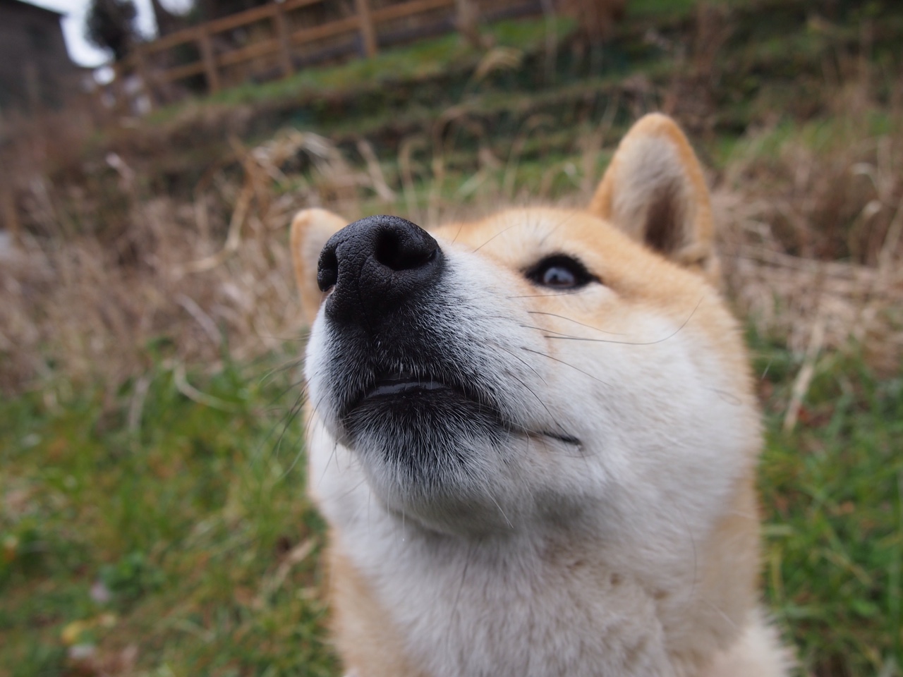 欧胡斯门将出色扑救,帮助球队保持不败,欧斯洛胡狼