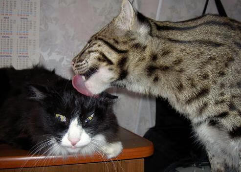 华体会手机在线-英格兰不敌克罗地亚，遭遇三连败，英格兰与克罗地亚比赛结果