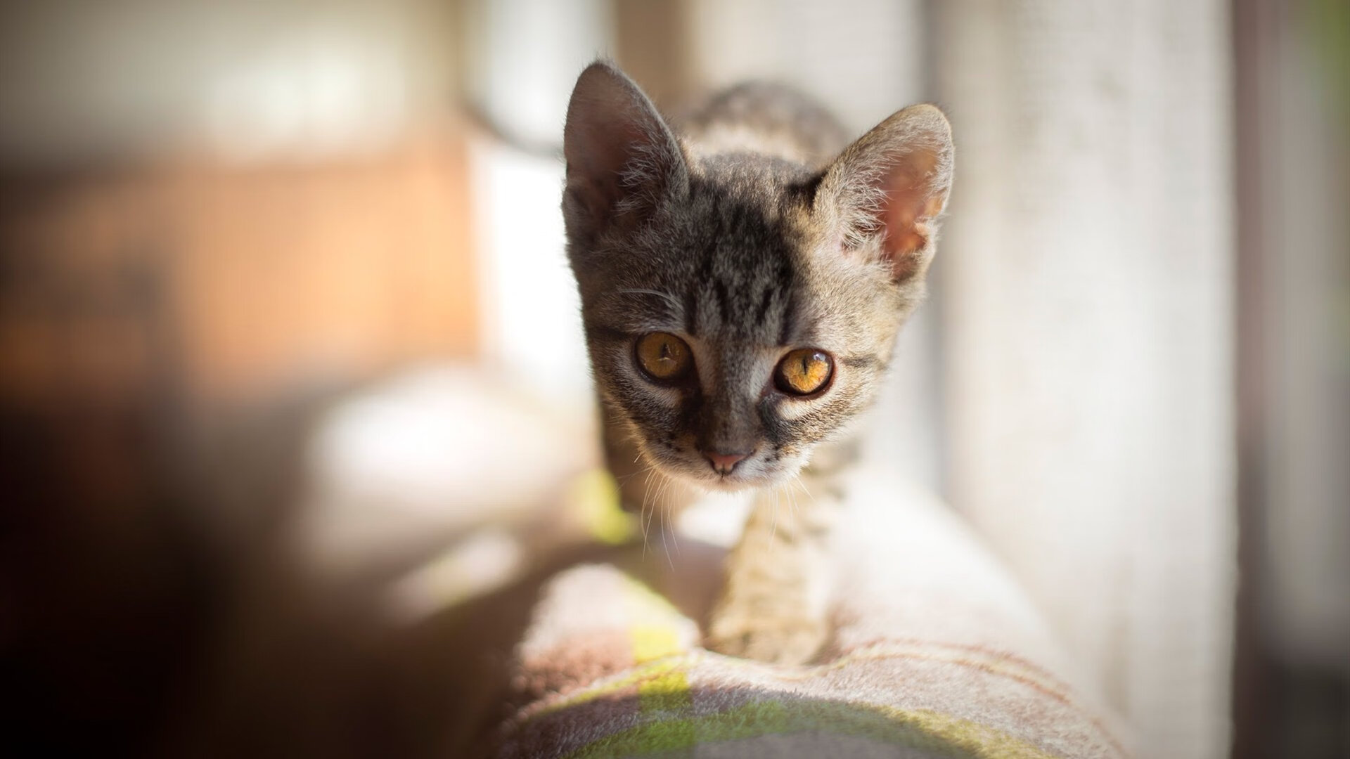 国足对阵不同气候比赛表现追踪,国足队内对抗赛