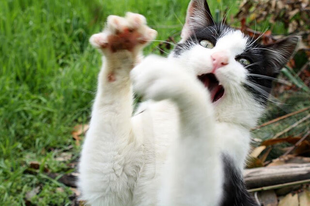 华体会登录入口-“家庭出动！香港牛仔3K亲子跑等你来挑战”