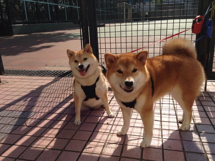 “龙舟赛激烈角逐,天府新区湖滨赛场热力十足”