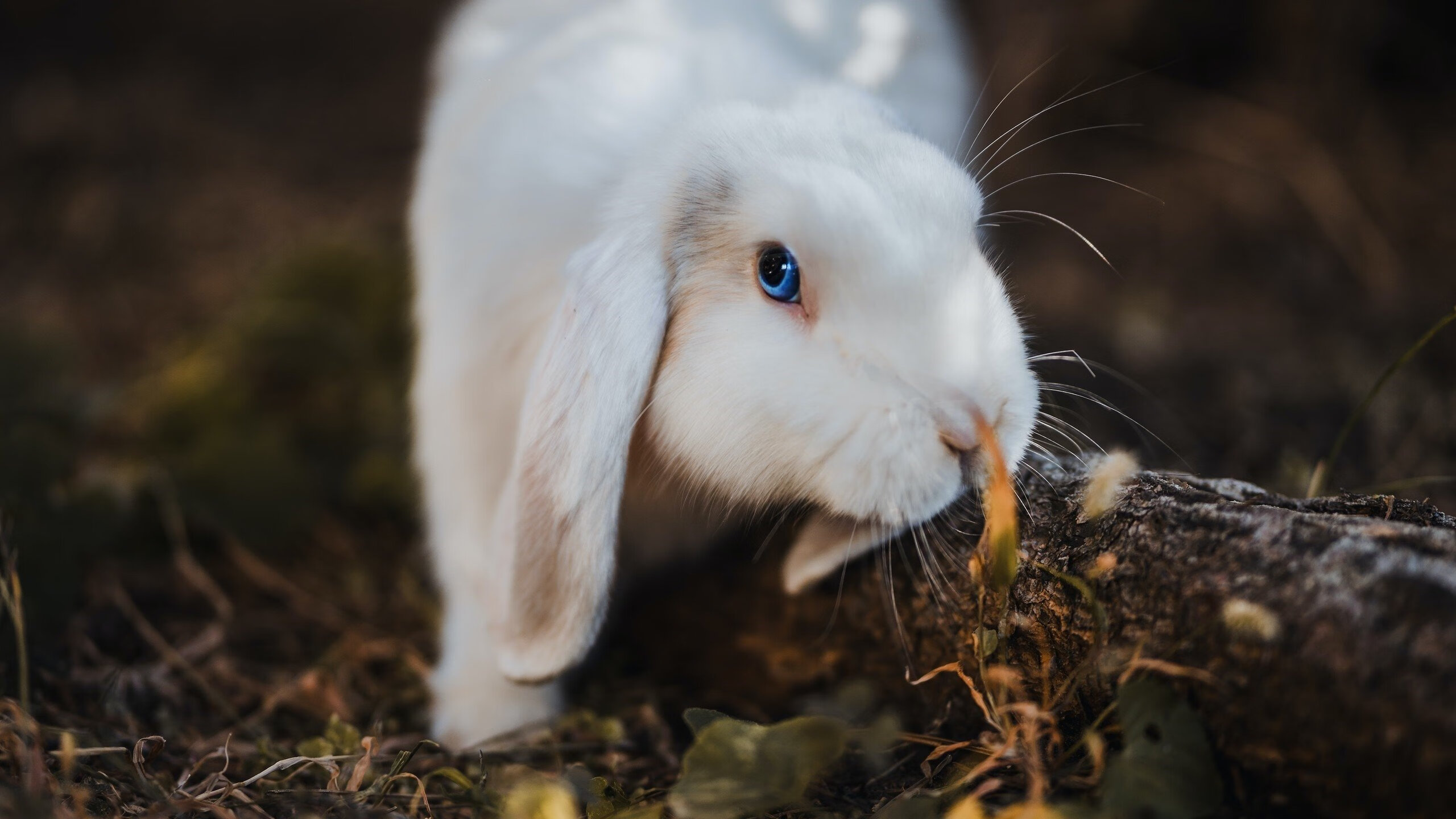 华体会hthapp登入-世界杯中国足球爆冷 球迷情绪波动明显，中国足球世界杯表现