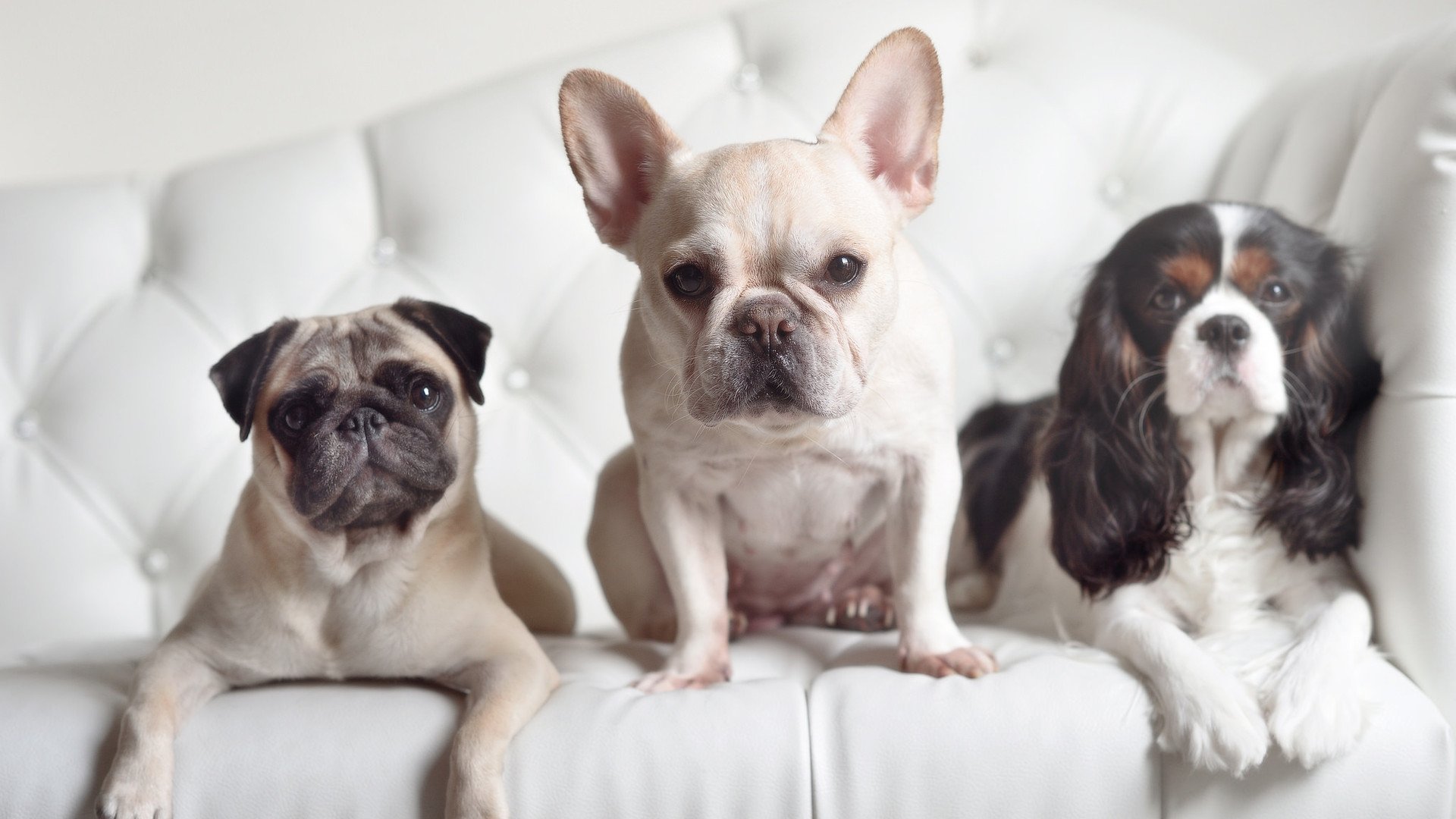 乔·波尔曼的全能型打法为袋鼠队攻守提供更多战术选择