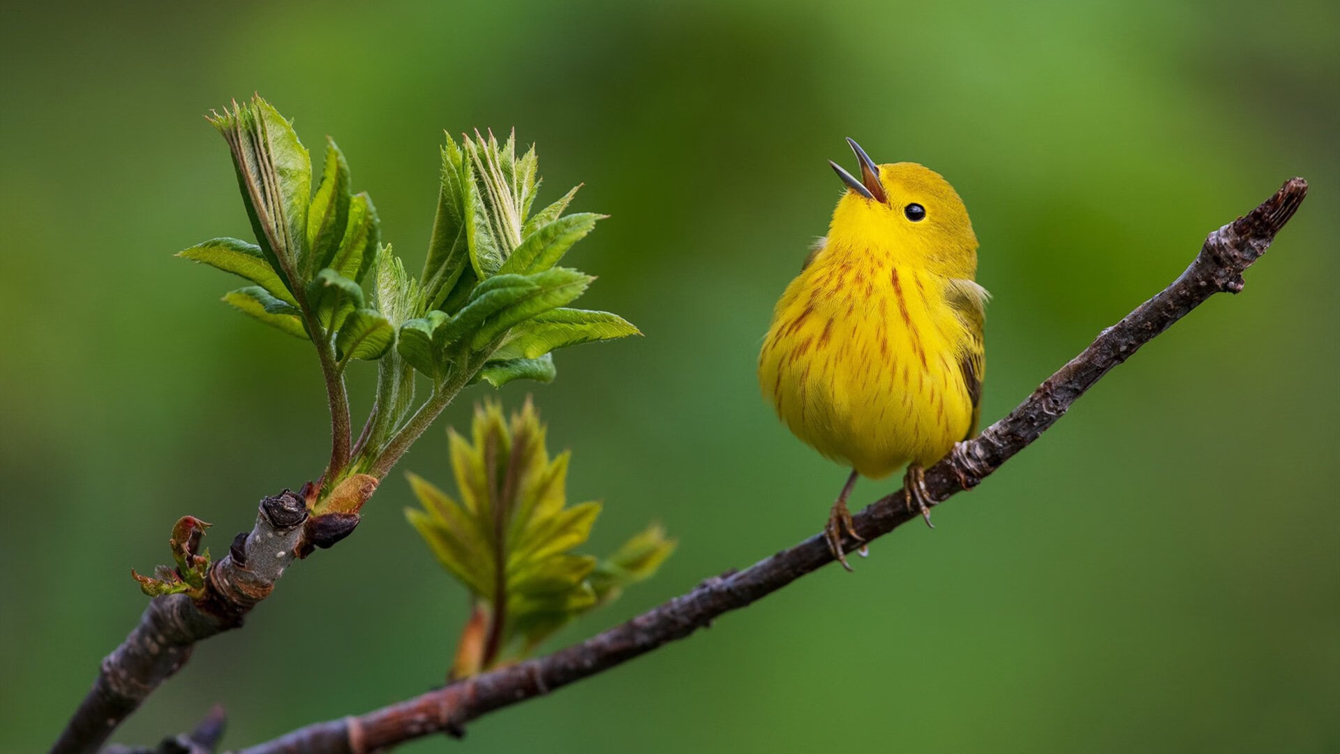 男子篮球国家队提高防守覆盖范围，男子篮球队员名单