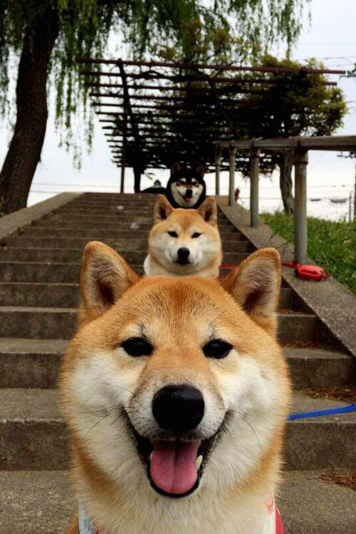 华体会hthapp登入-美洲杯明星闪耀：技艺与勇气的绝佳结合，美洲杯人气